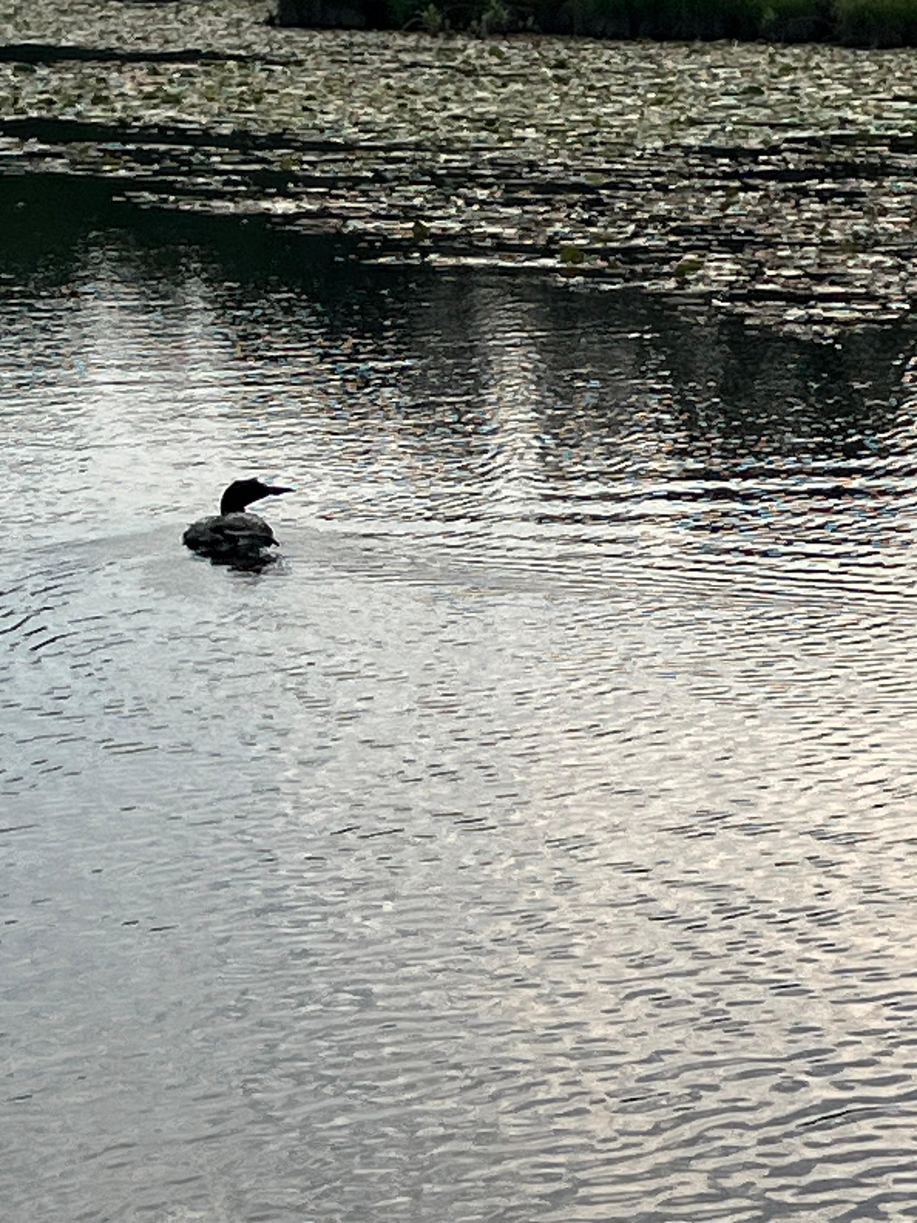Loon!  He was always there. So much fun to watch