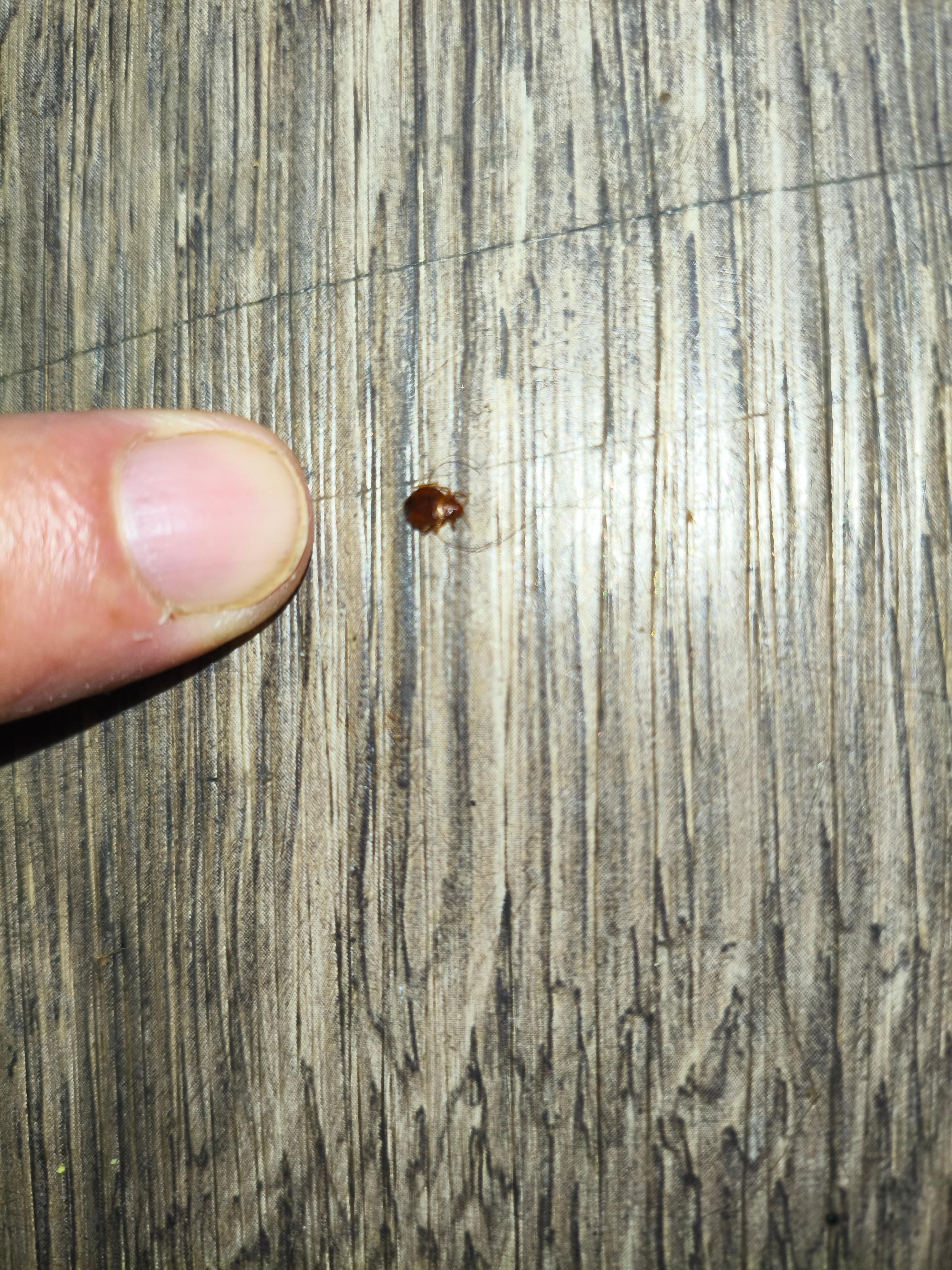 Garrapata que me quite de mi pierna