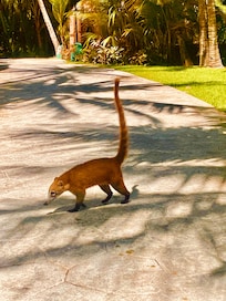 Natural wildlife cohabitation.