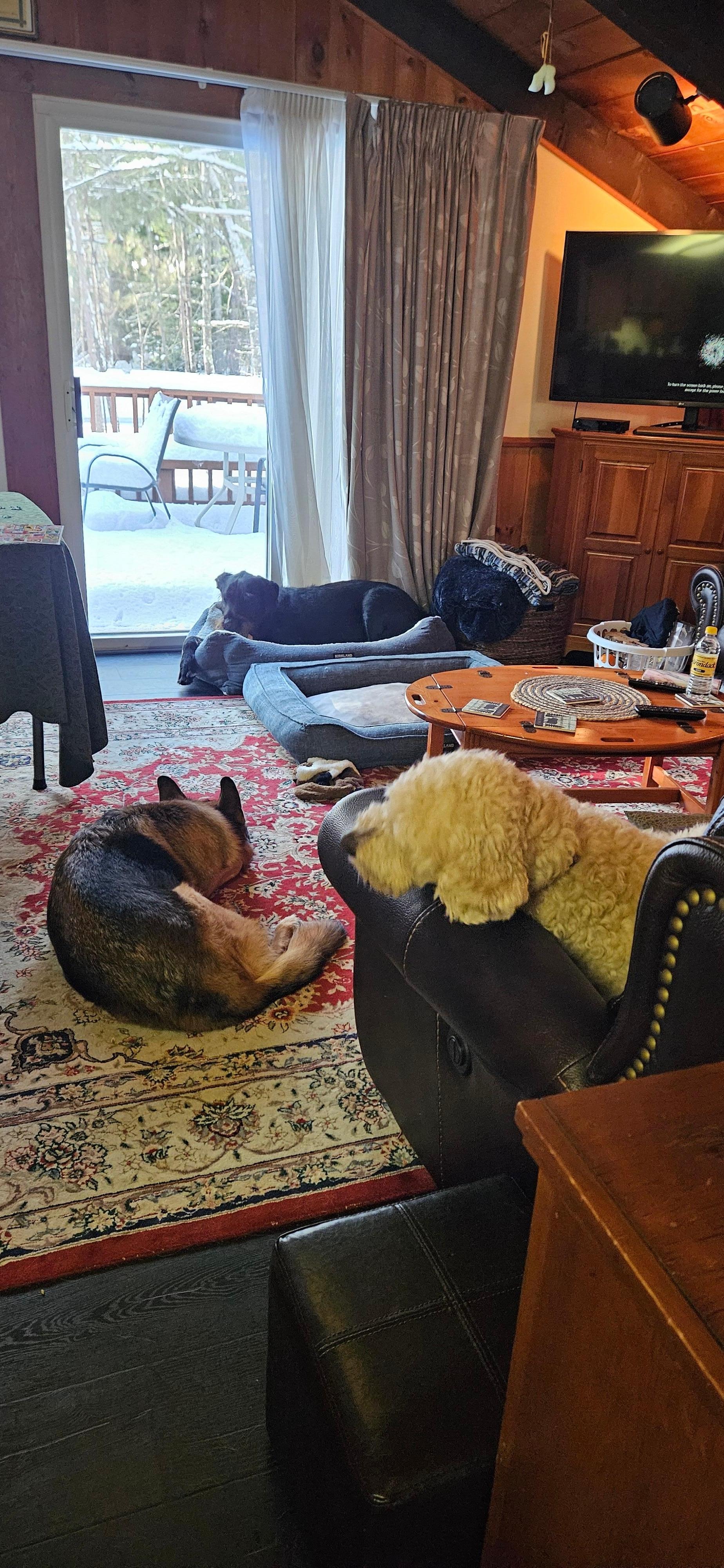 Tired dogs after playing in the snow.