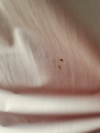 Curtain