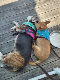 Two dogs chilling in the shade