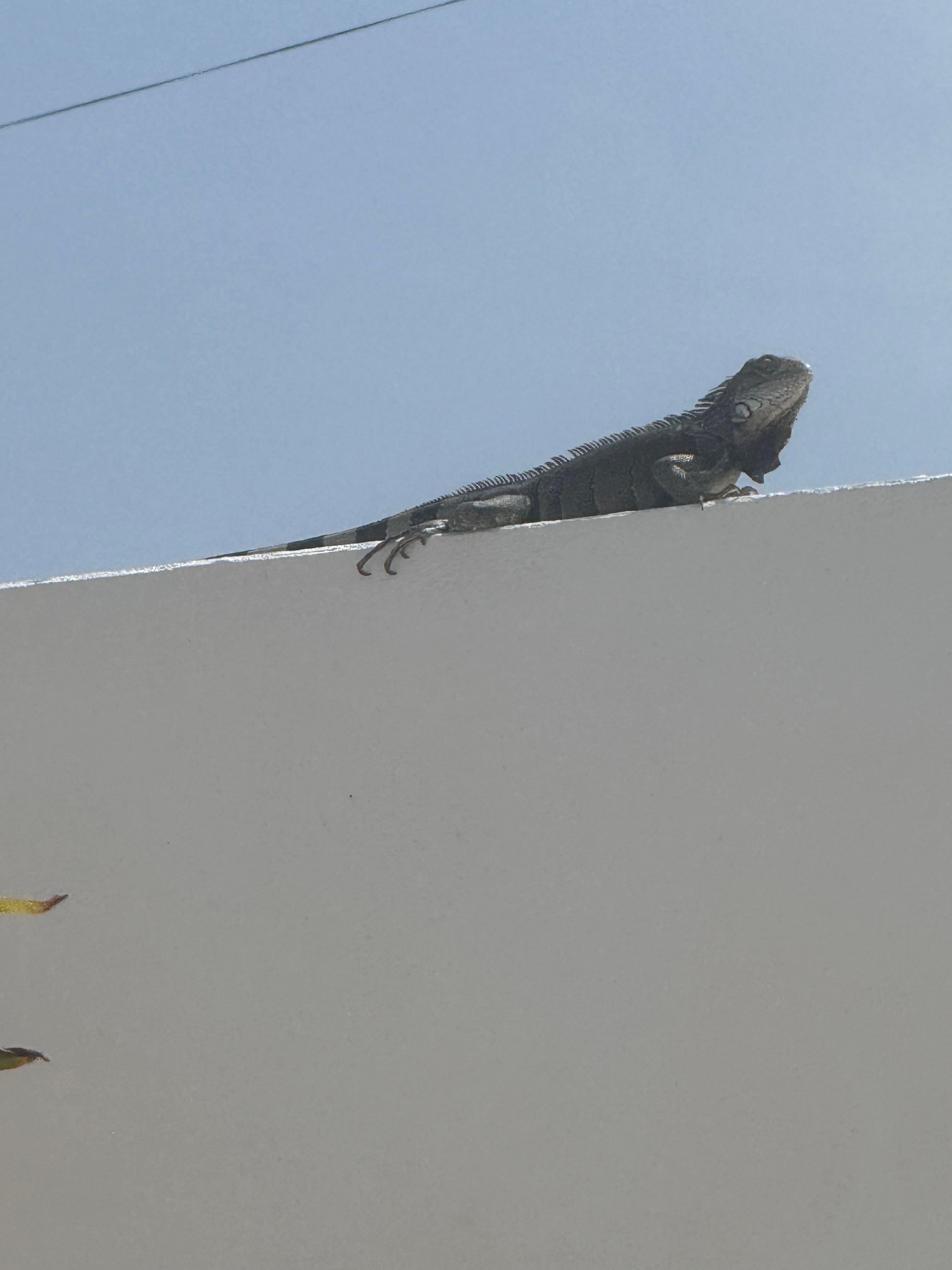 I’m a wildlife lover and enjoyed the iguanas and lizards and all of the birds.