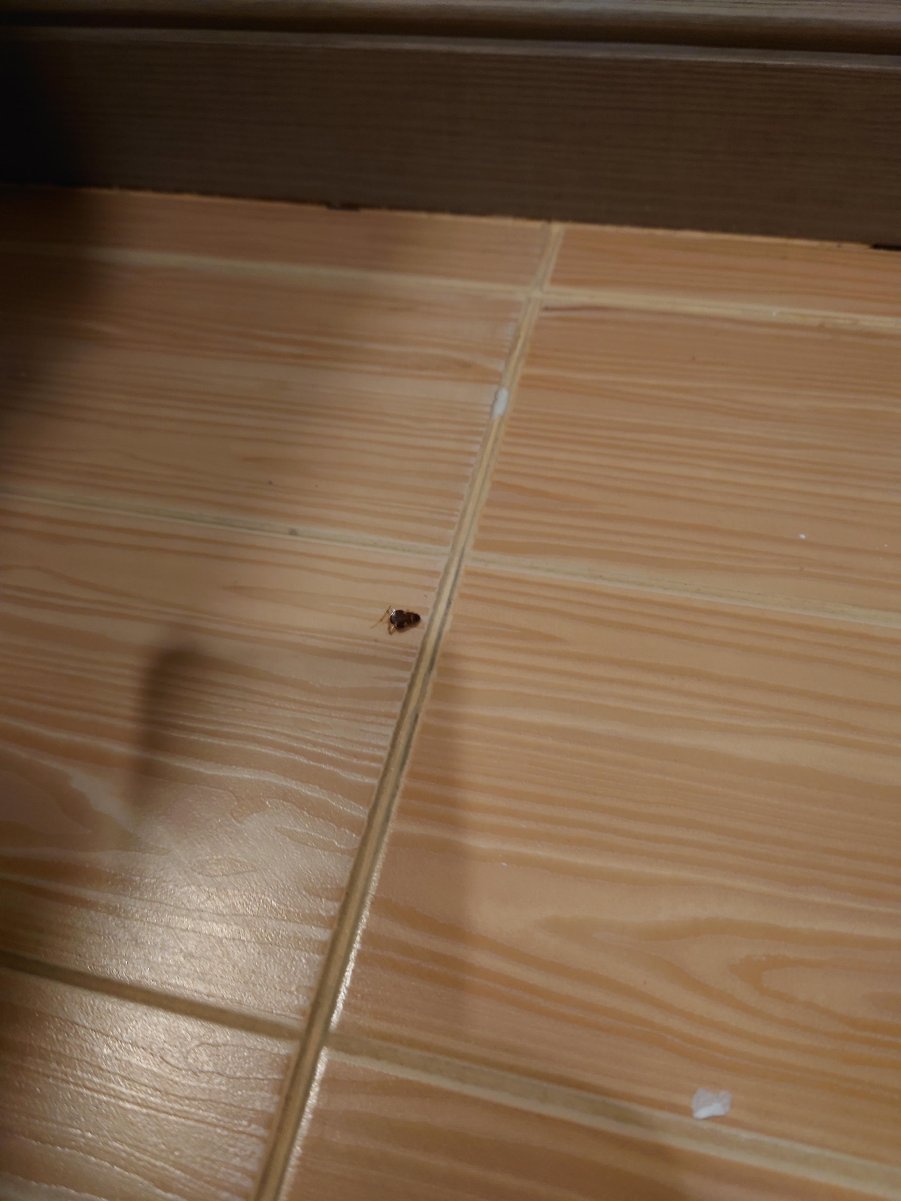 another bug in room killed myself but worth going and waiting for staff again to get rid of it