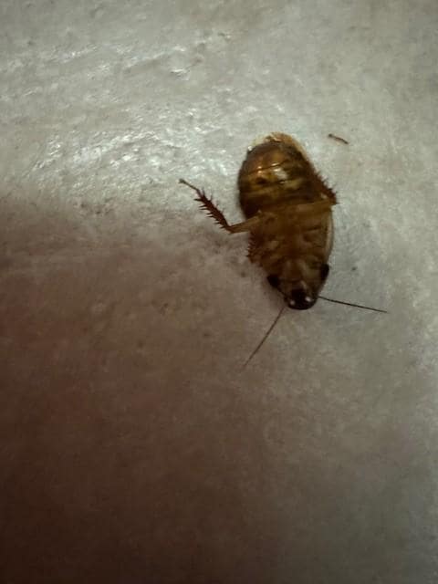 Dead Roaches on Floor
