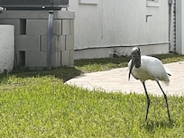Wood stork across the street