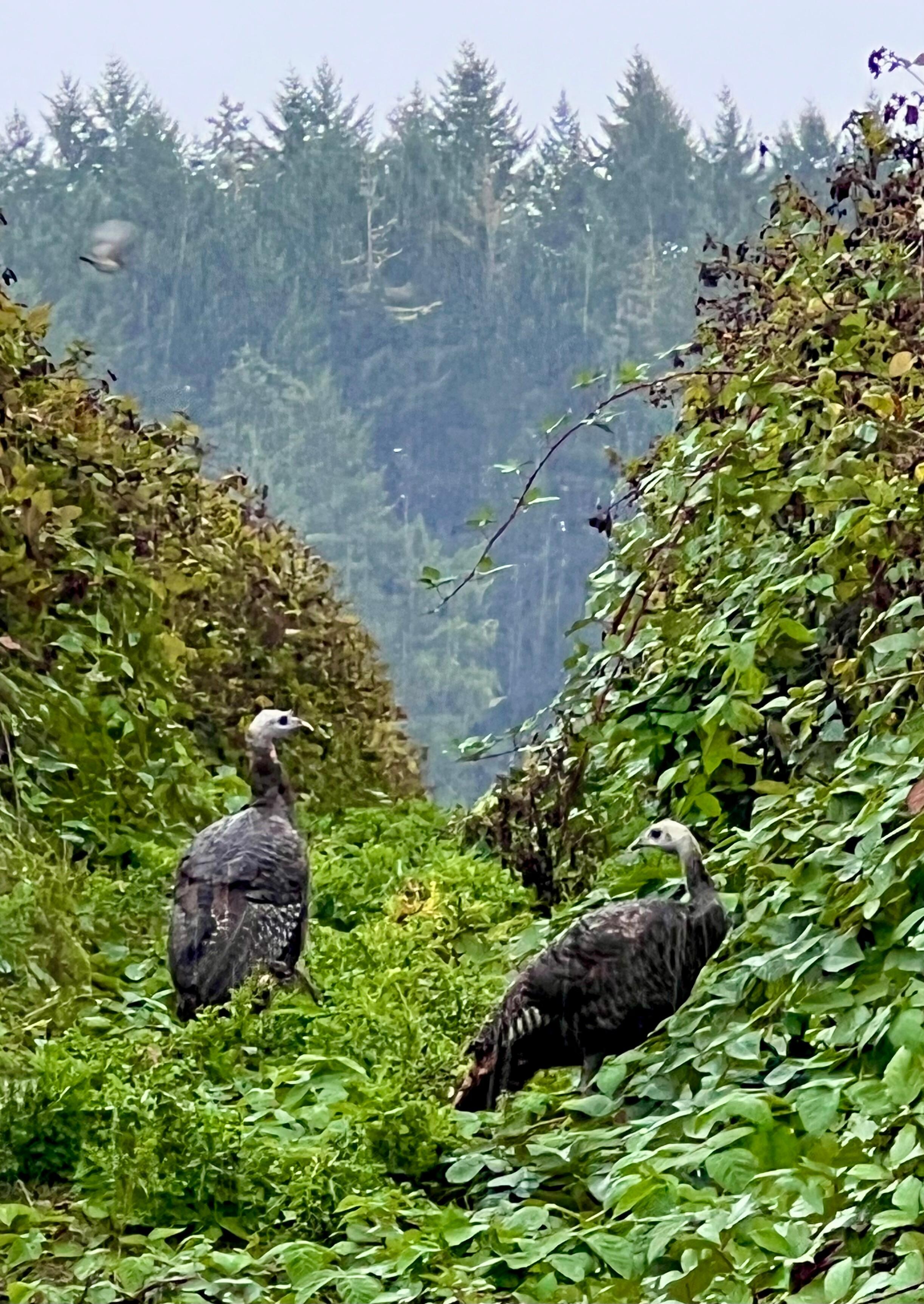 Wild turkeys snacking on blackberries 