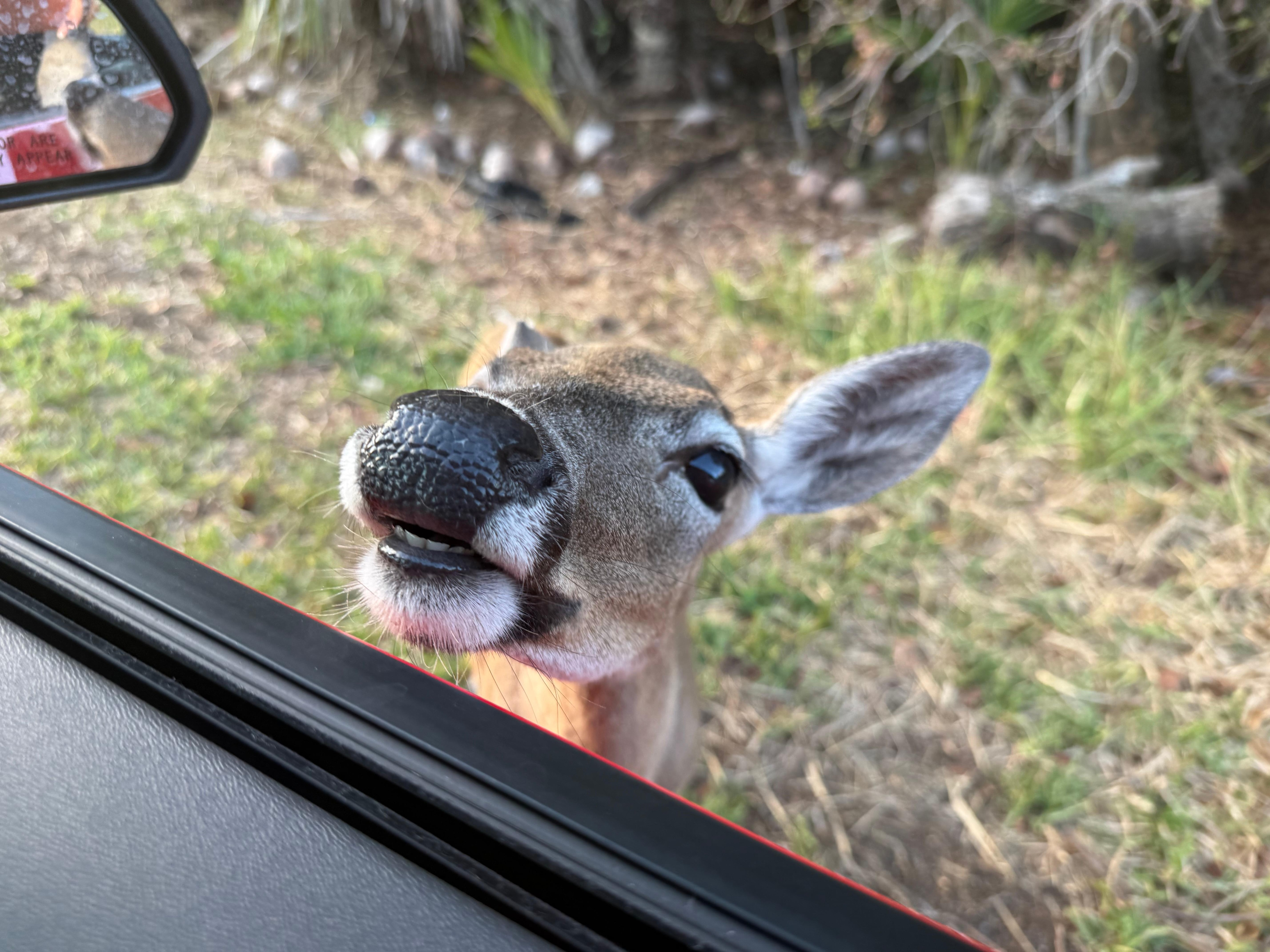 Liked seeing the key deer in Big Pine key and the alligators in Blue Hole.  