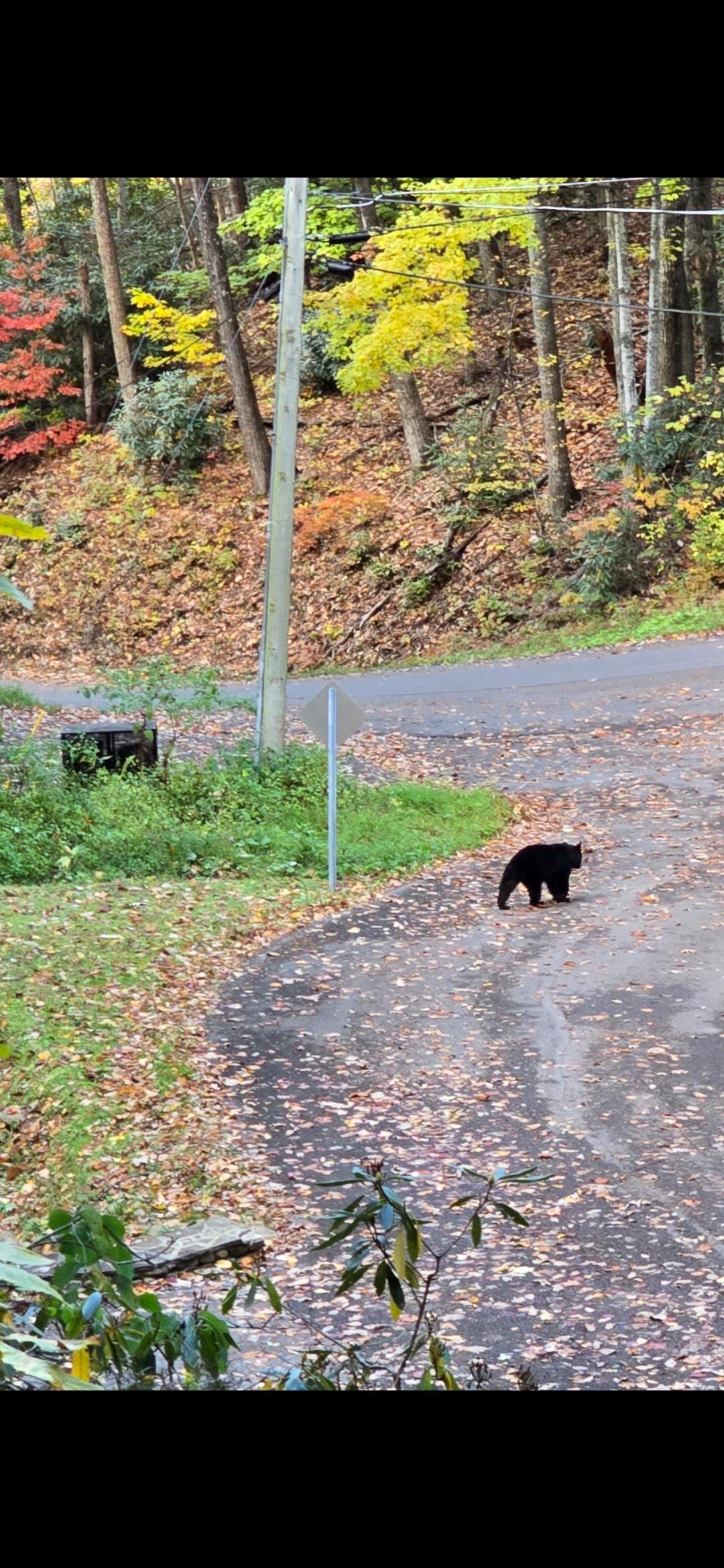 A highlight to our stay was seeing four bears!