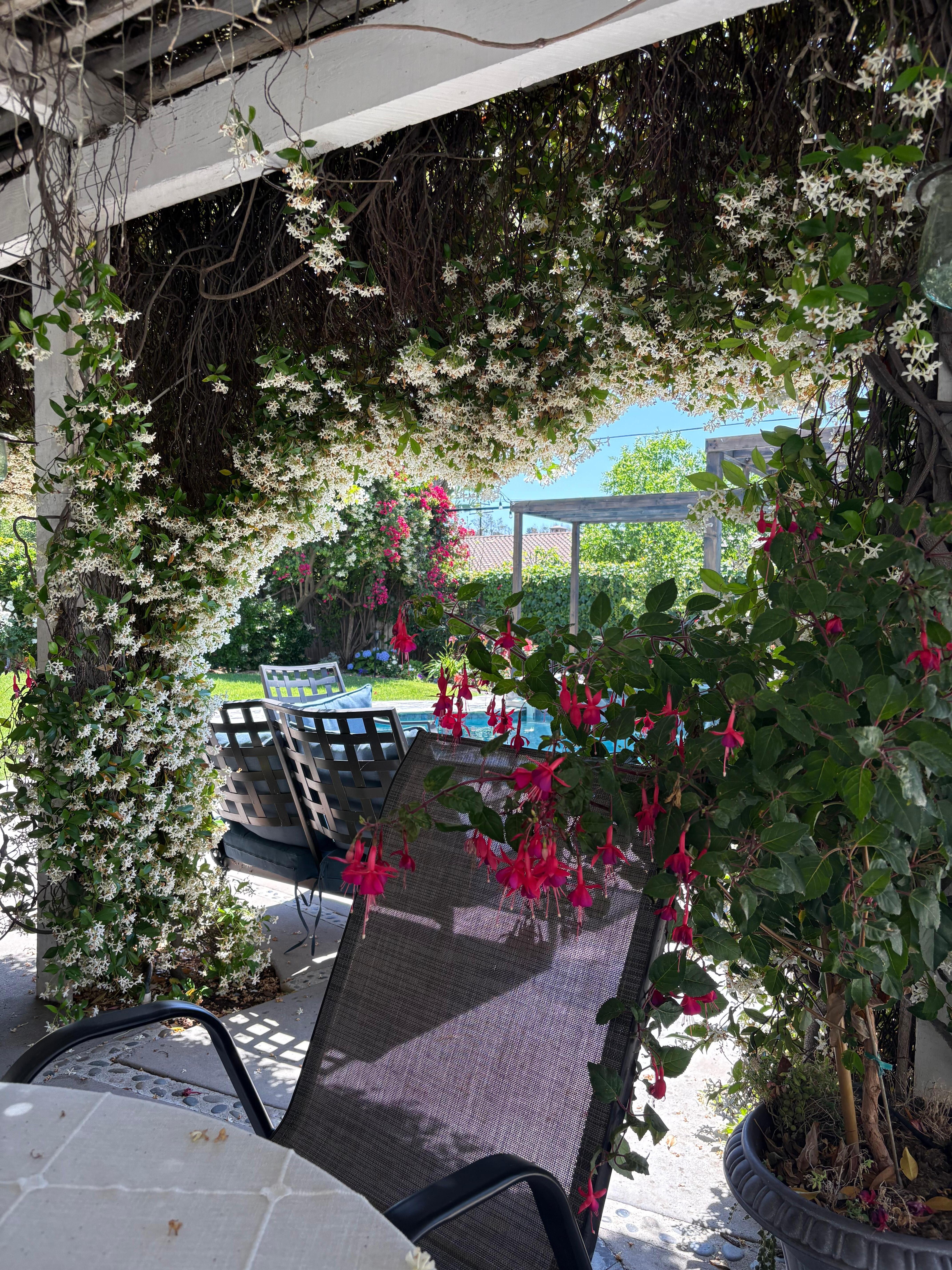 Sweet smelling jasmine flowers 