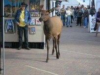 She was just looking, not buying.