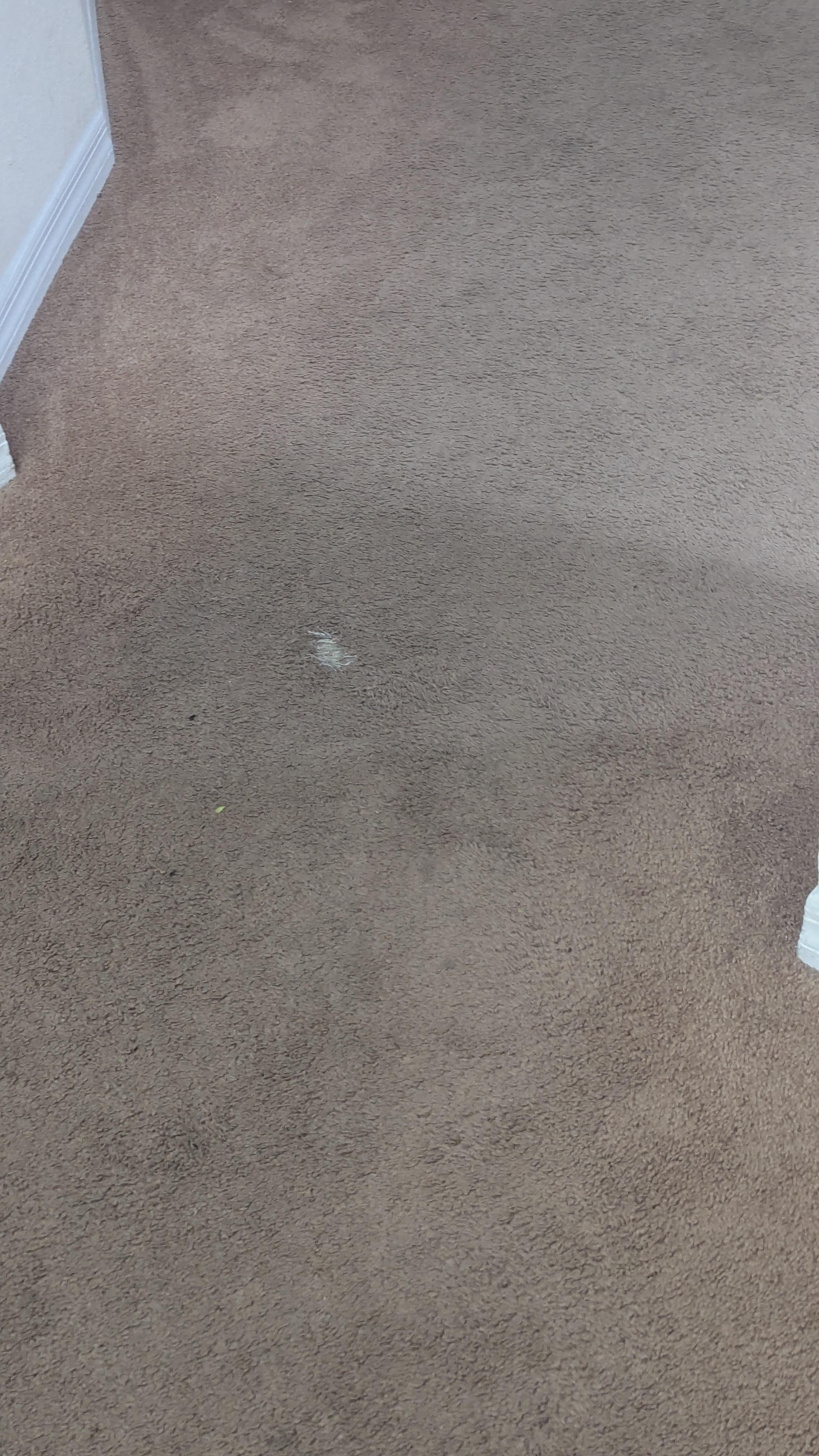 Photo 2 of carpet with hole.