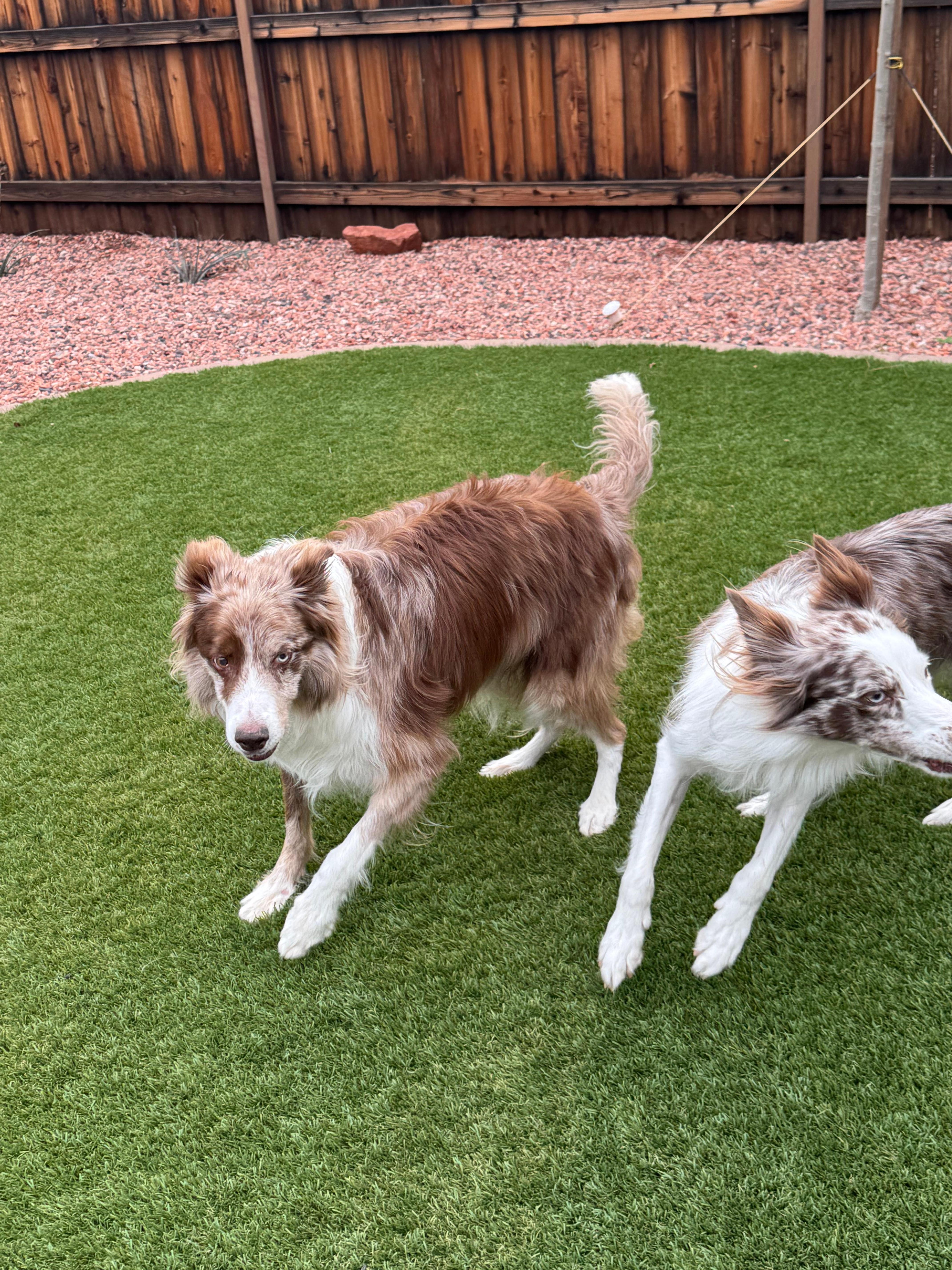 Great place for dogs to run!