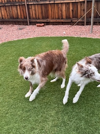 Great place for dogs to run!