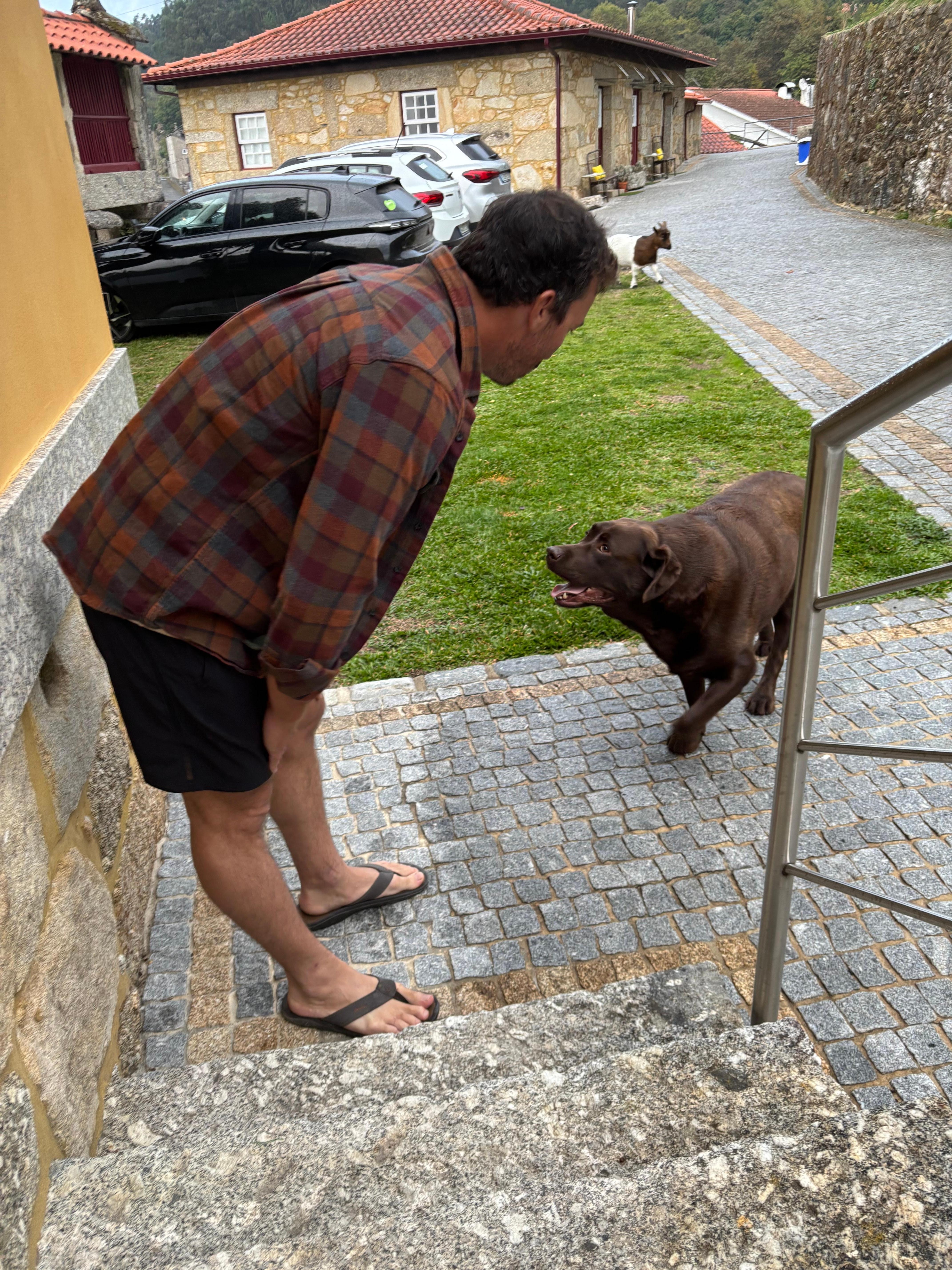 Our daily greetings from the big brown lab