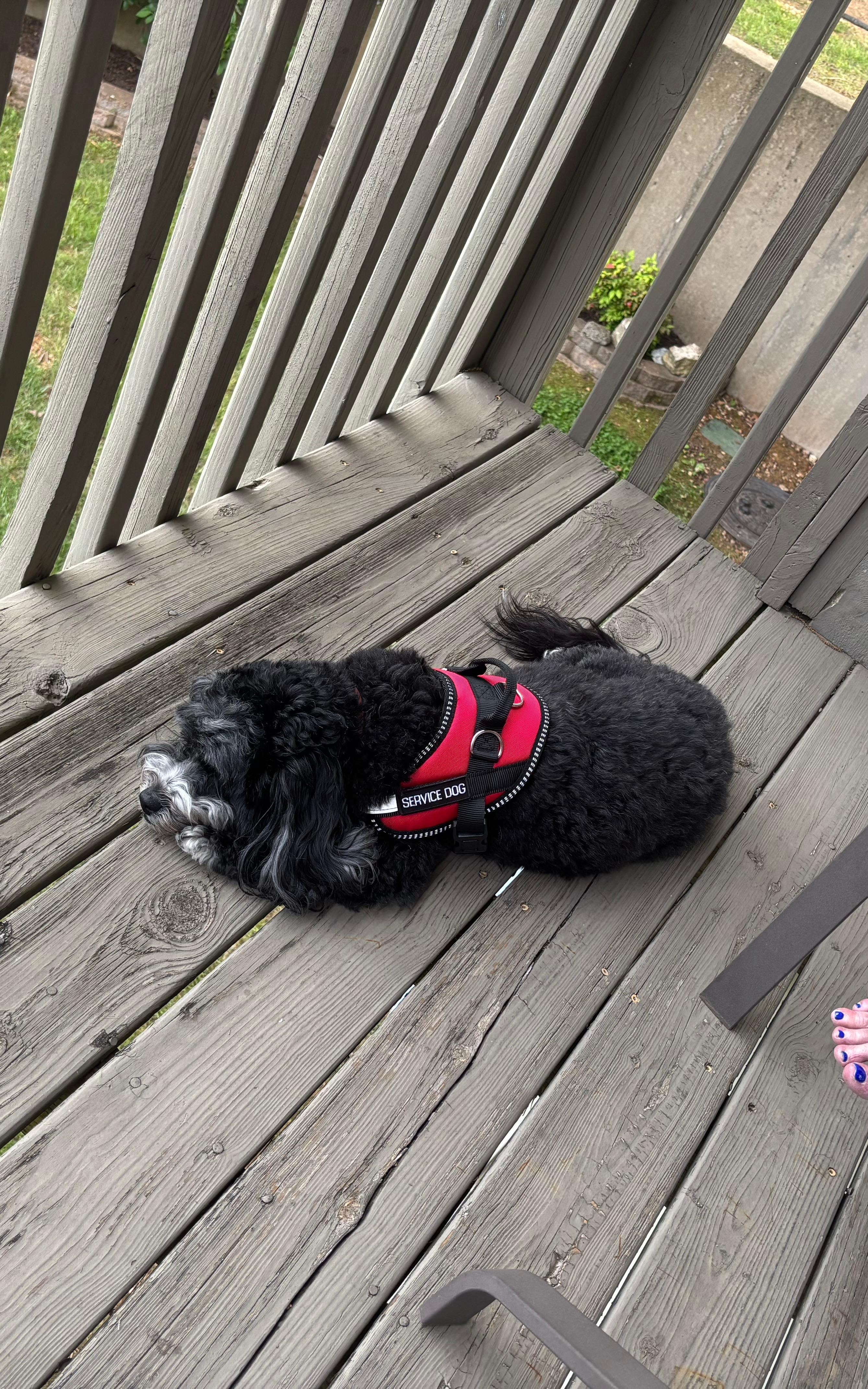 Pup happy happy. 