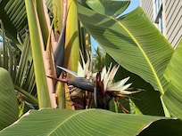 Lovely plantings on the property