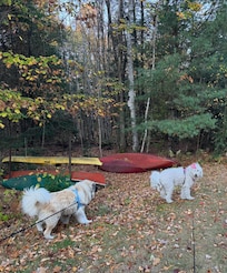 Back yard of property