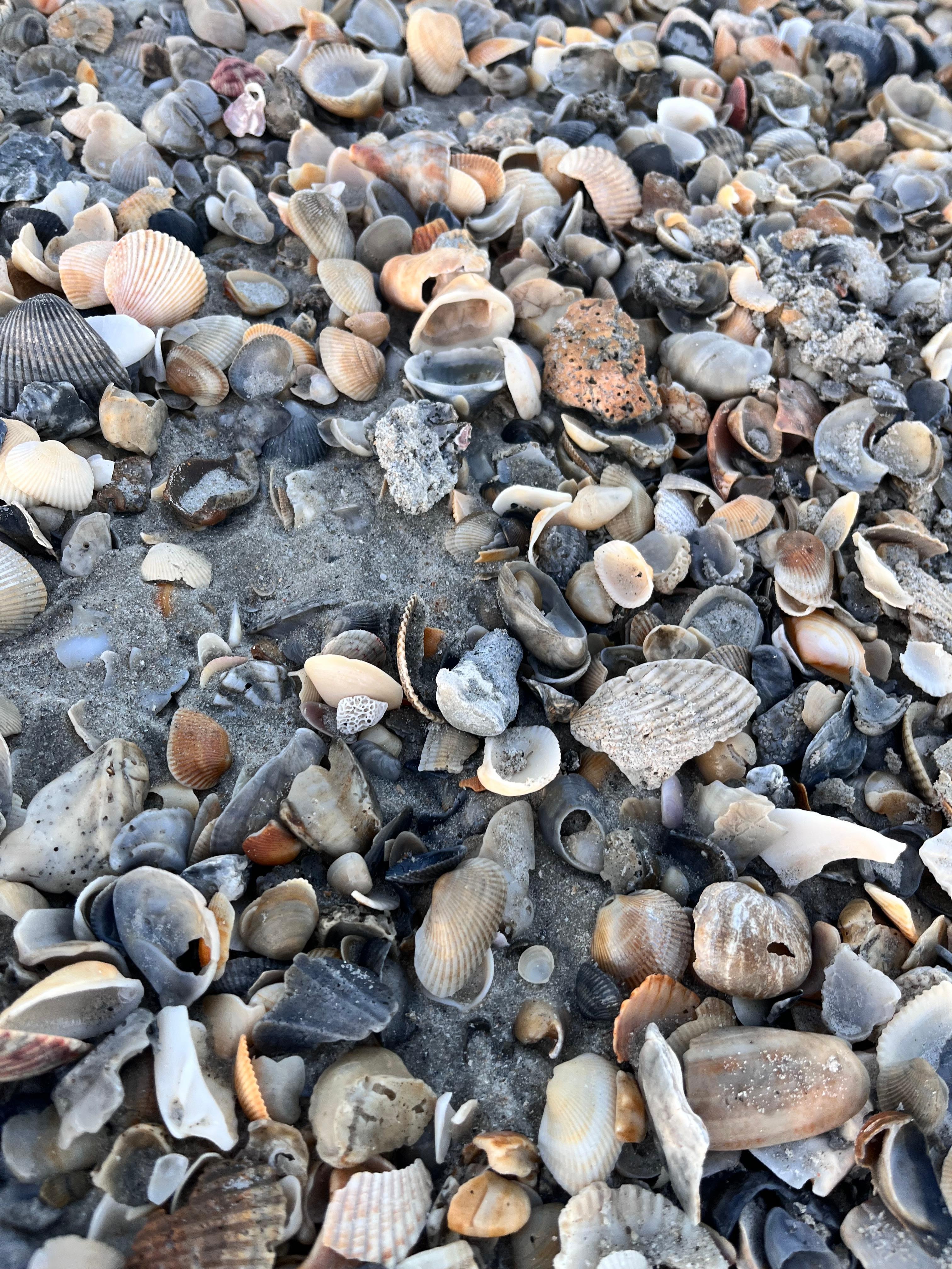Tons of shells on beach 