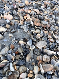 Tons of shells on beach
