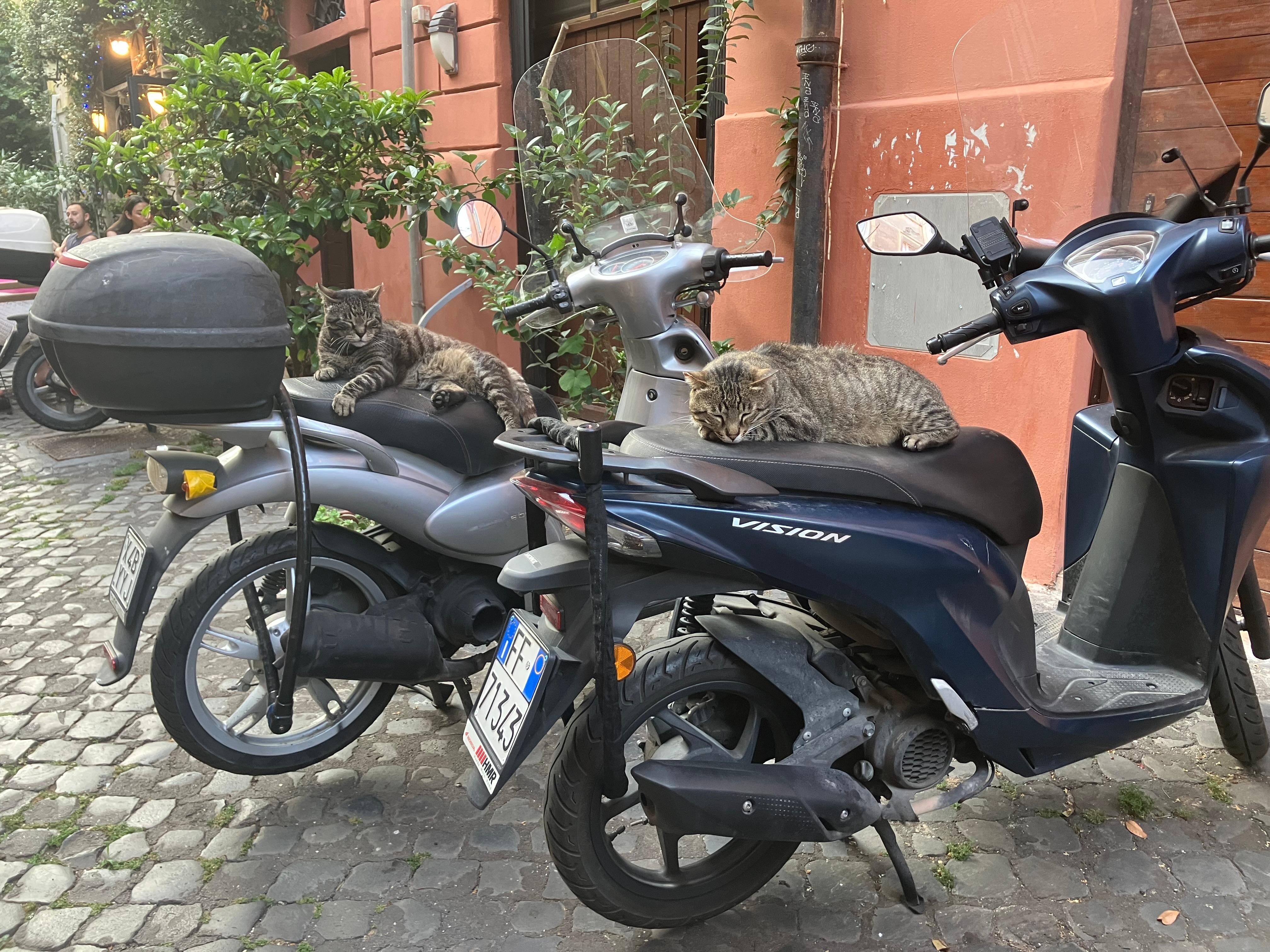 Even the cats found a fine place to rest in this neighborhood