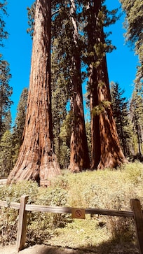 Mariposa Redwood Grove