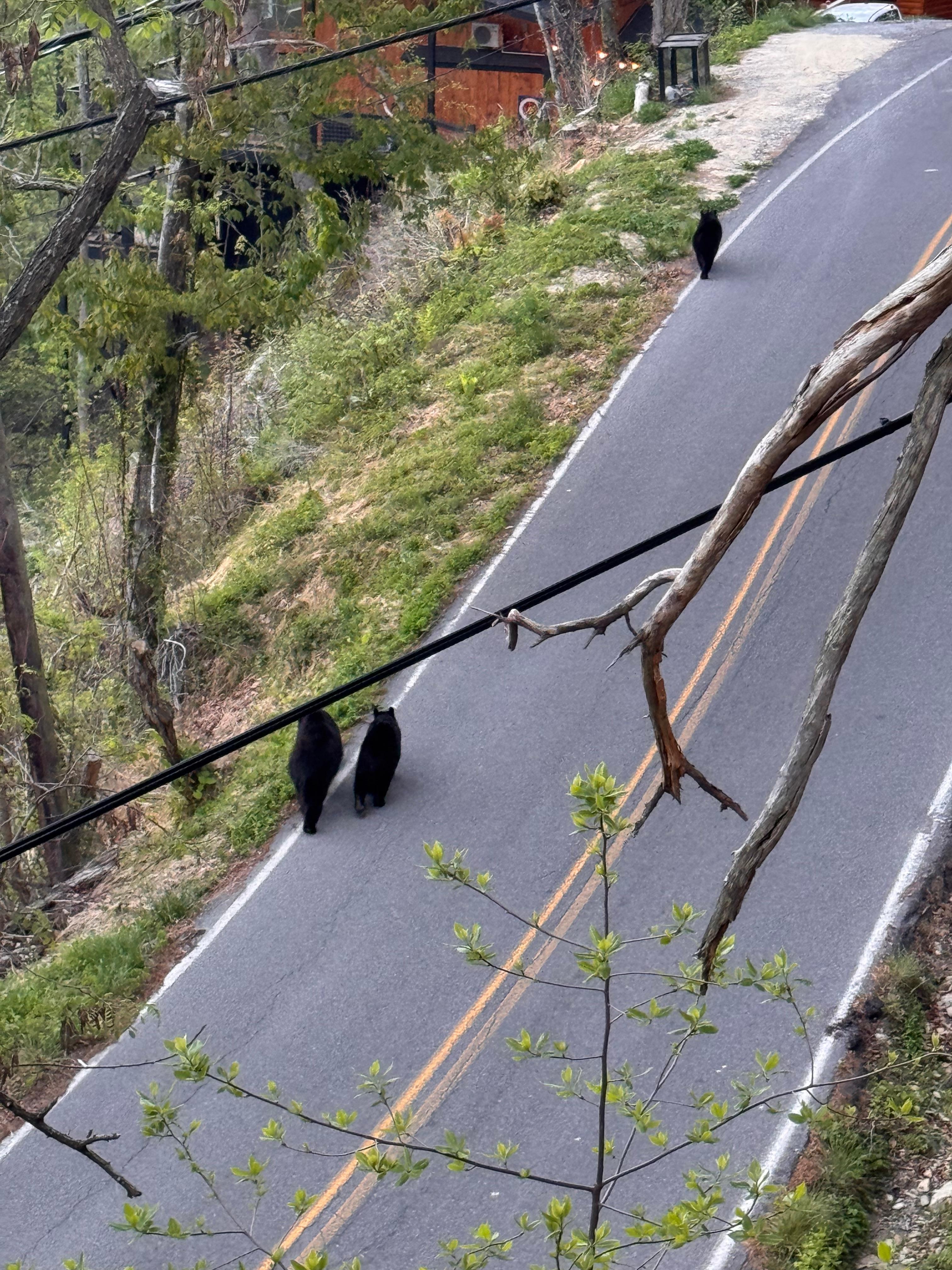Got to see some bears!