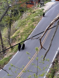 Got to see some bears!