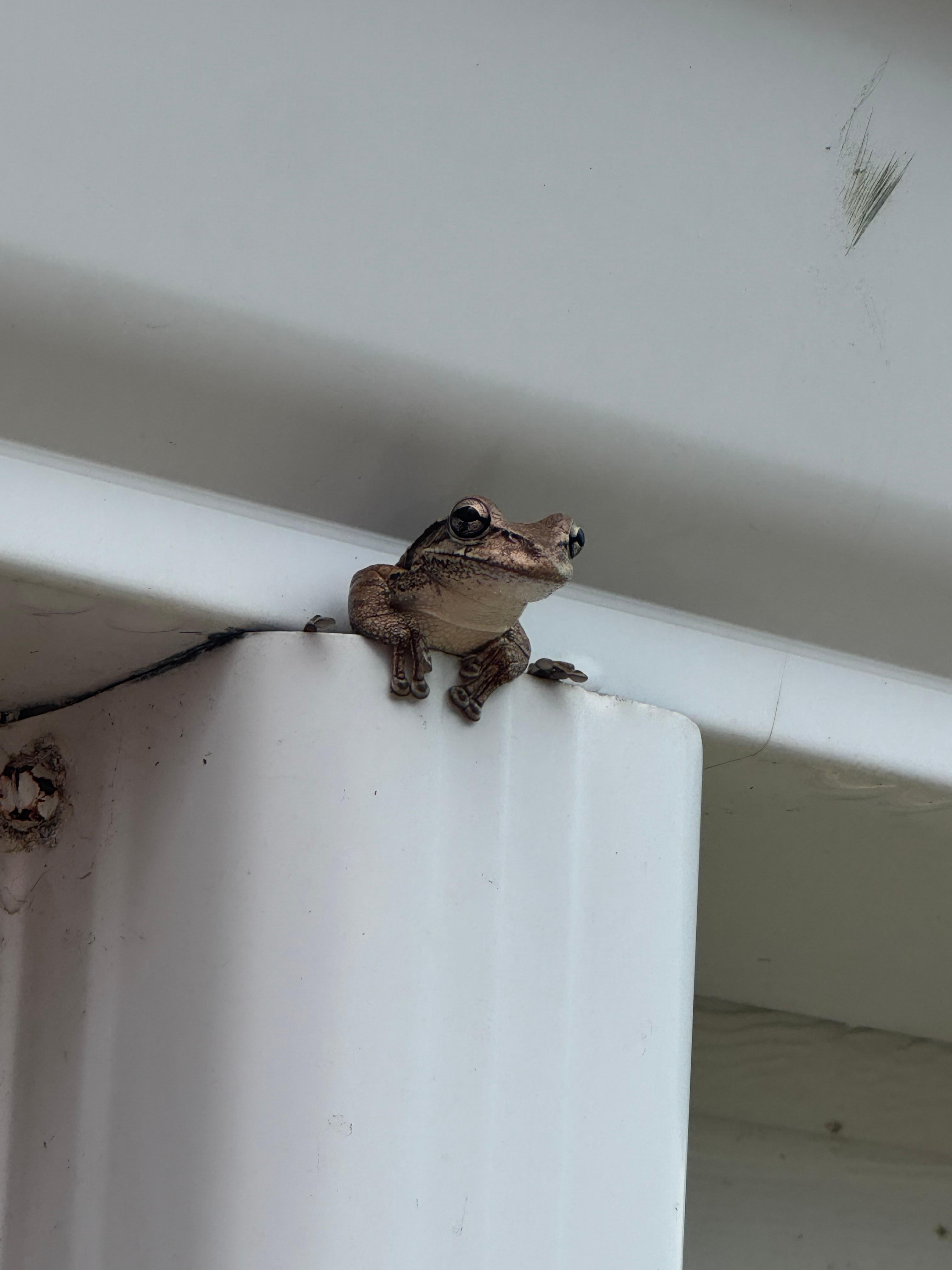 Little froggy friend that popped out of the gutter after it rained! 
