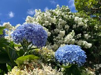 Im Garten