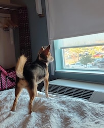Dog friendly! 🐾