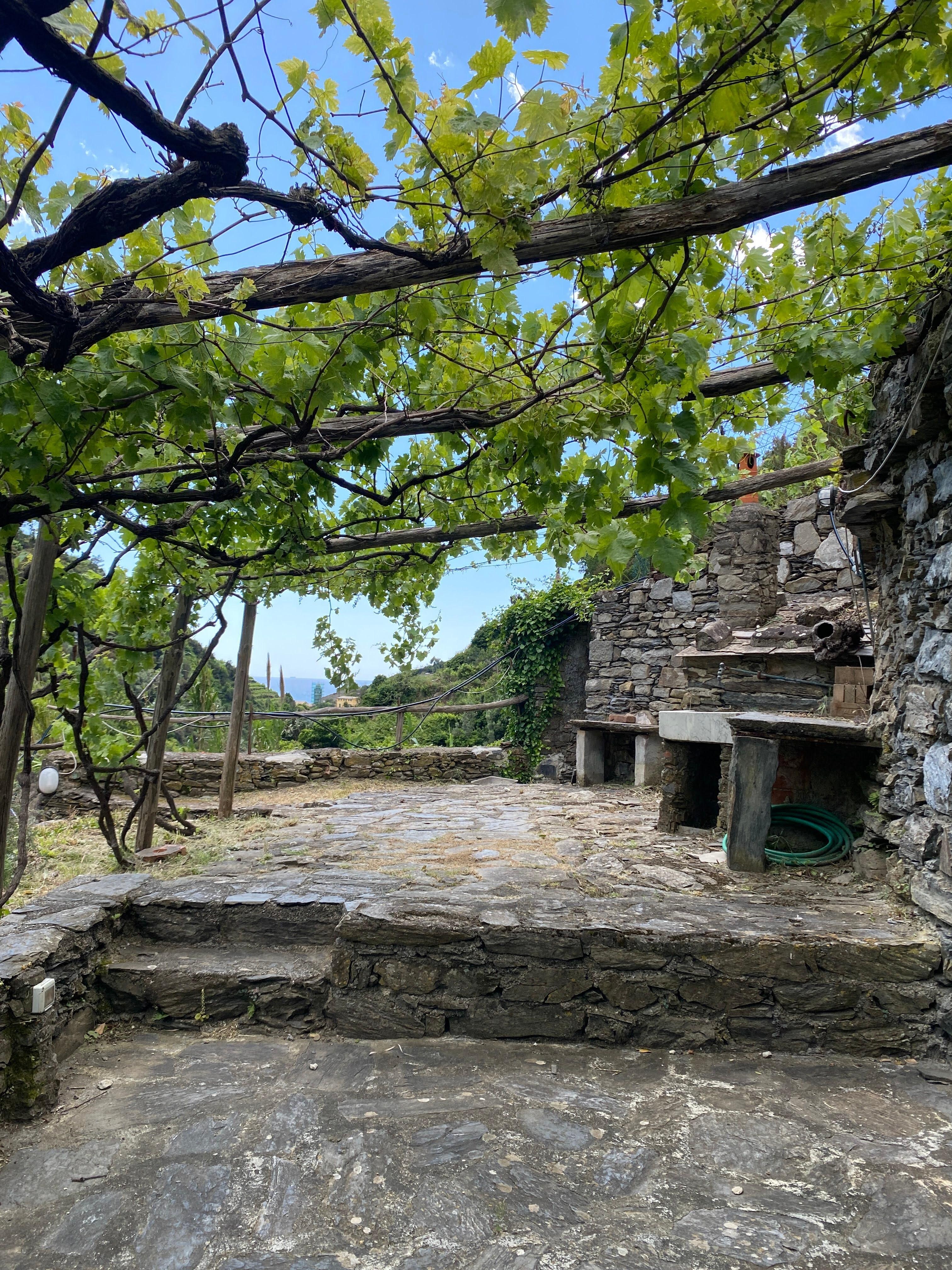 Patio with grape vine trellis