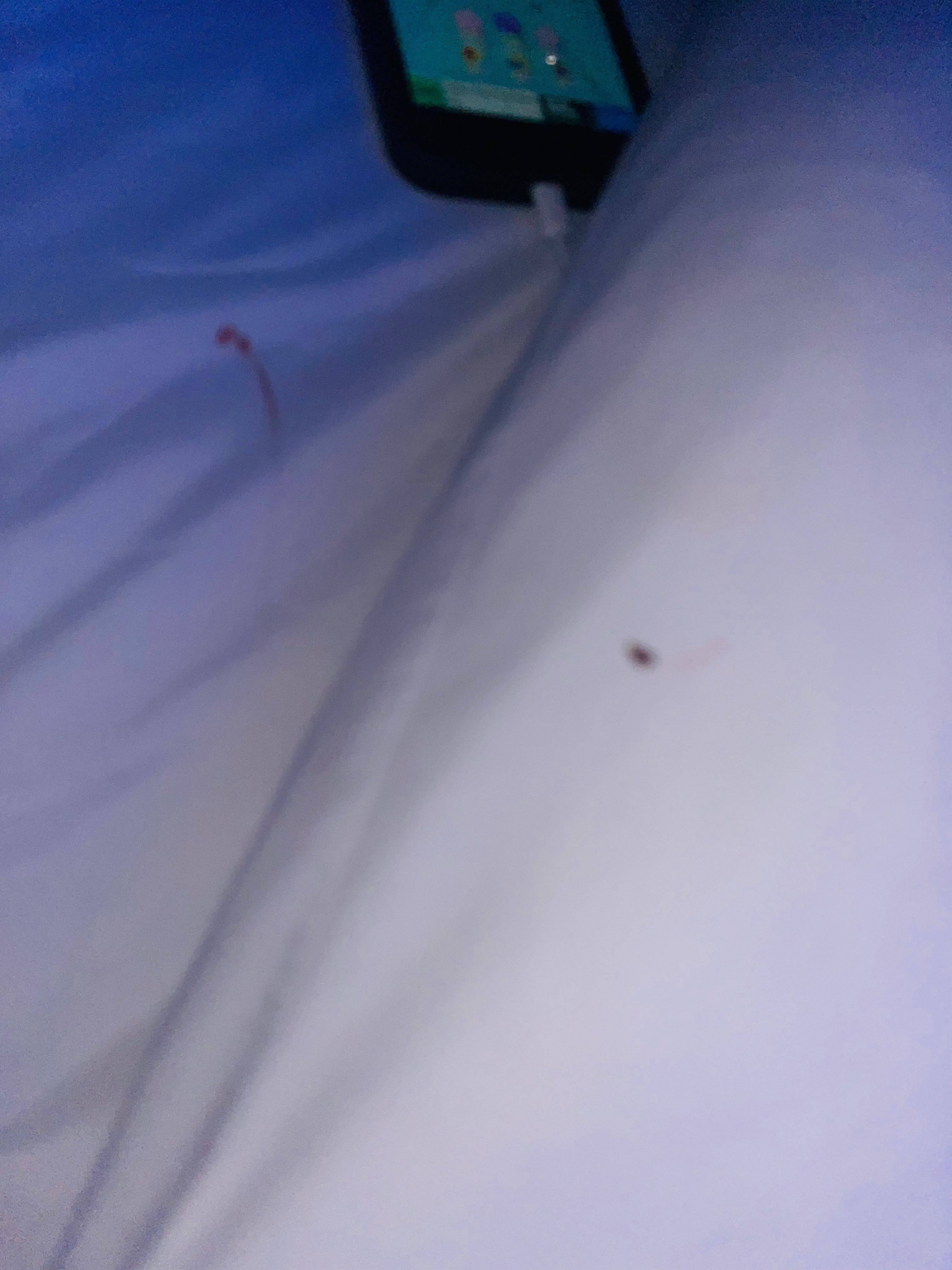 Bedbugs on bed