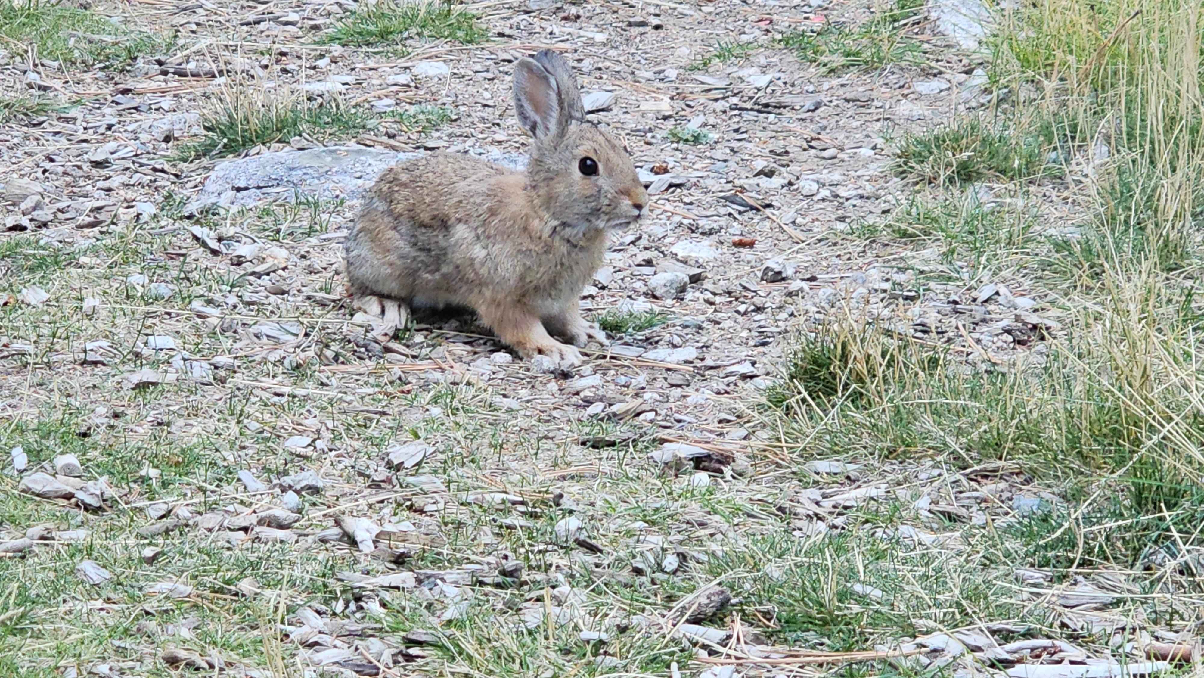 More local wildlife.