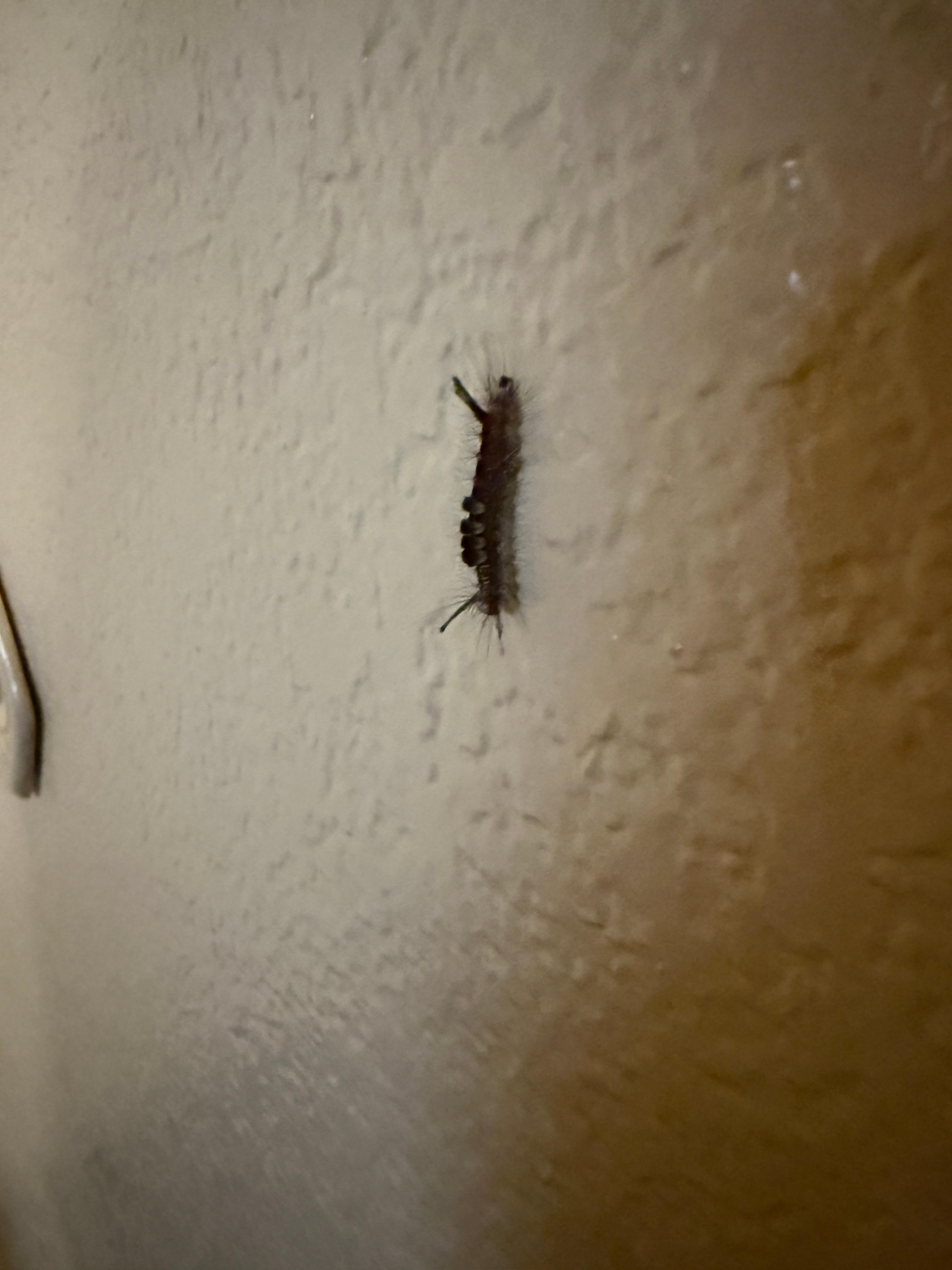 My little friend in the morning. I didnt get a picture of the cockroach