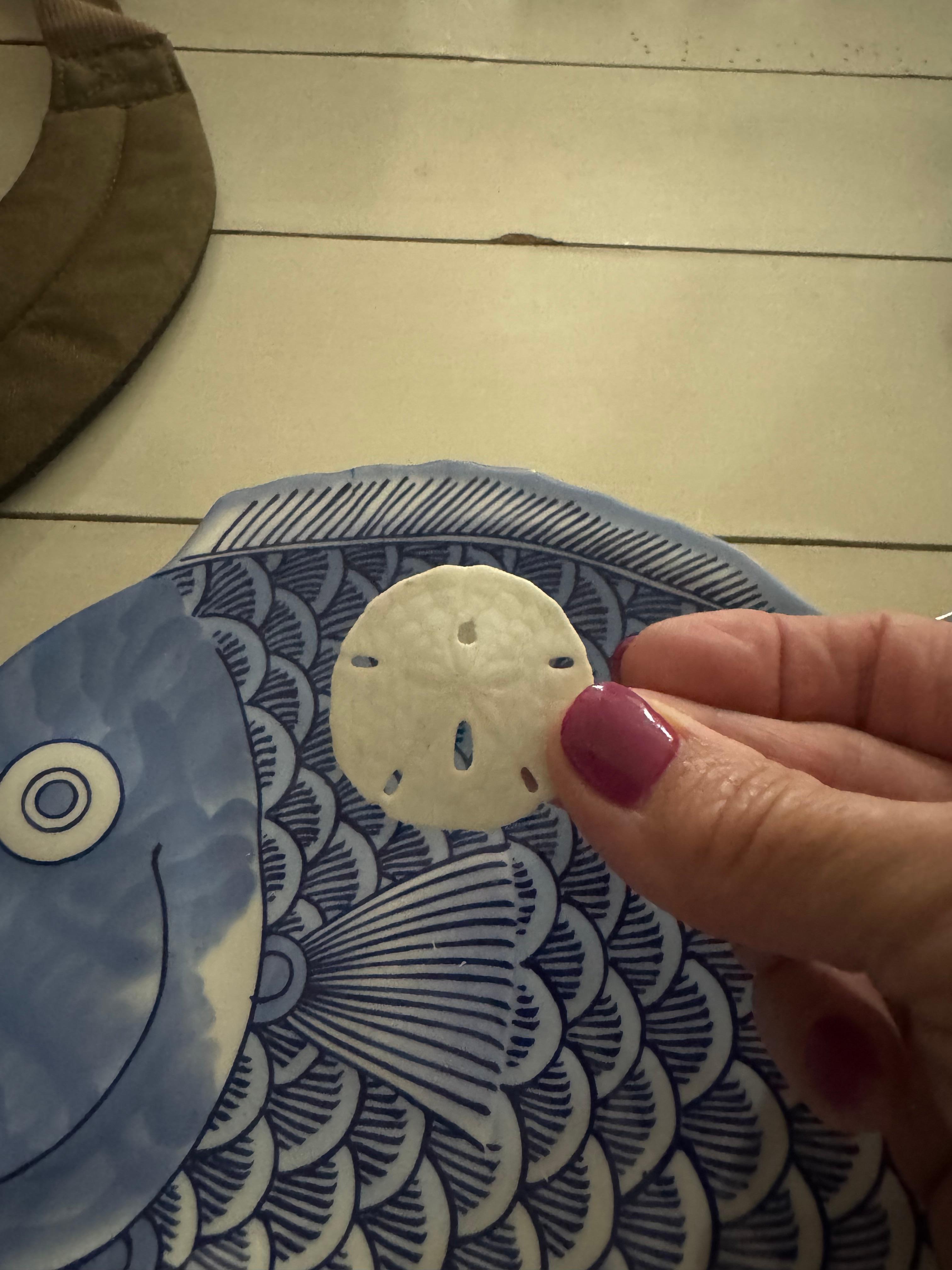 Lucky sand dollar I found (only took me a few hours of searching …lol) 