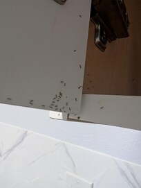 Bugs part two, after cleaning them up and getting rid of them previously