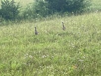 We saw several adult turkeys and babies too!