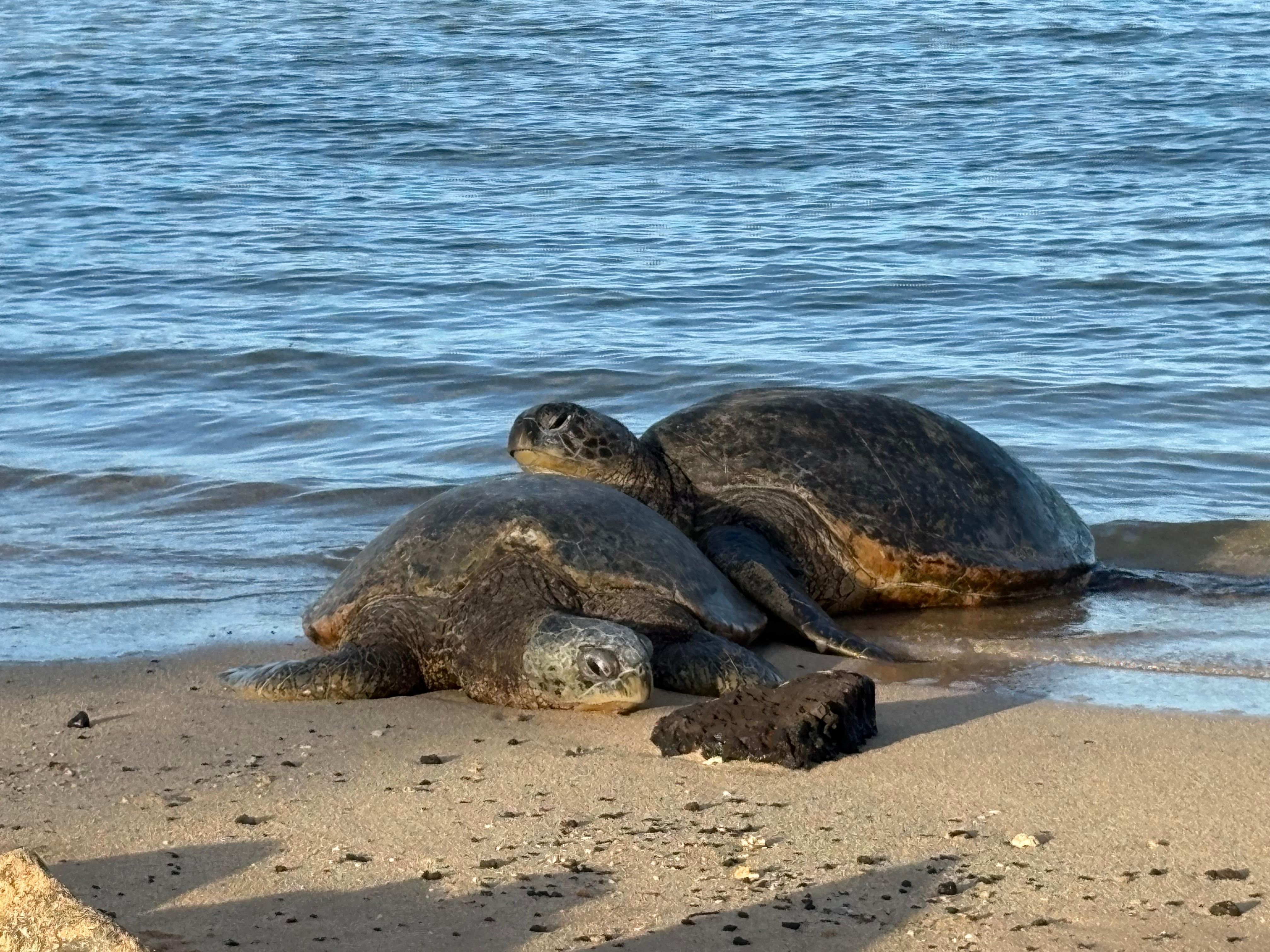 Brennecke Beach Turtles