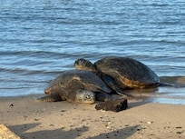 Brennecke Beach Turtles