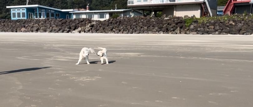 The Boys having a good day!