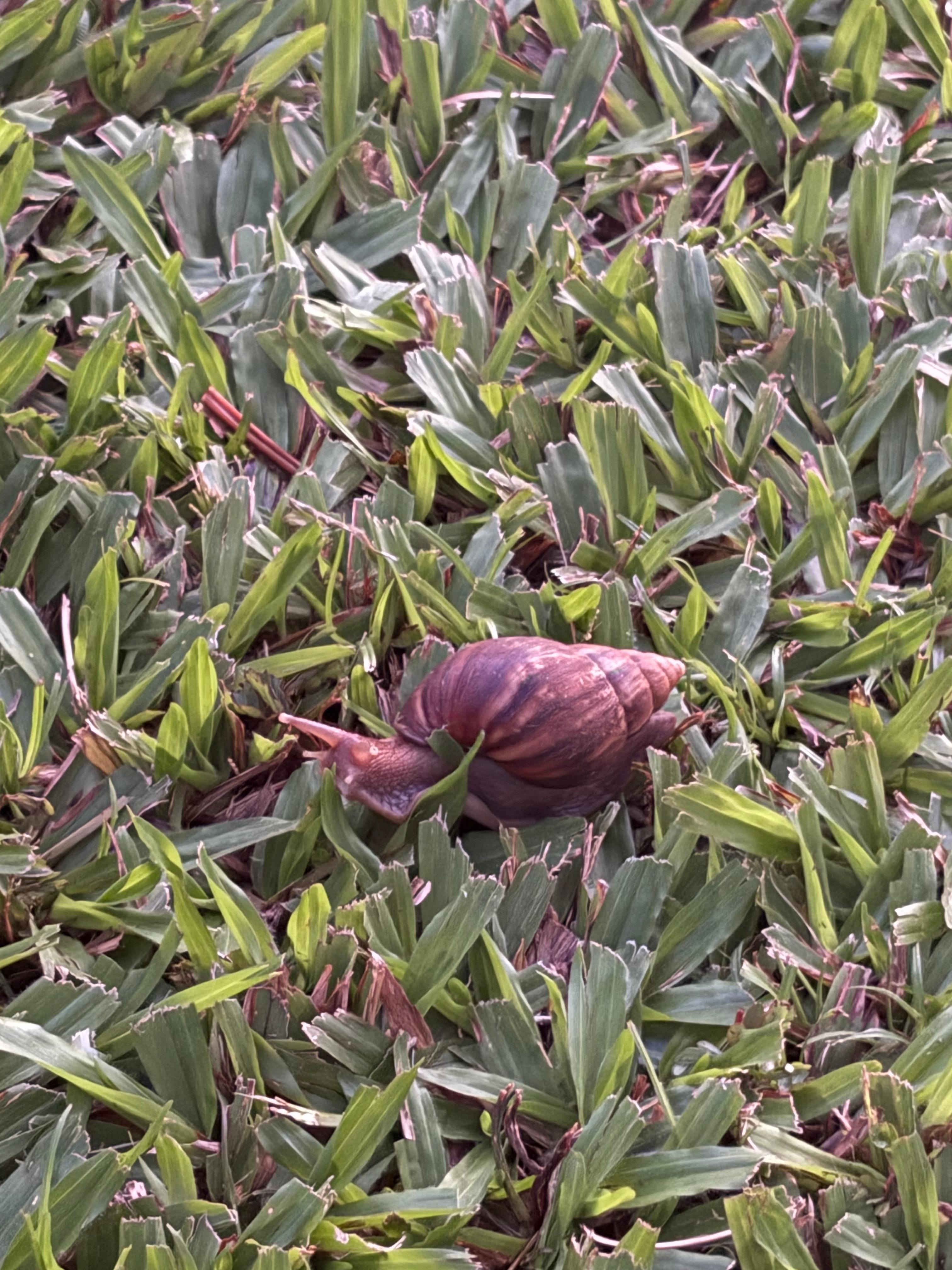 Snails in the front yard. This is Gary 