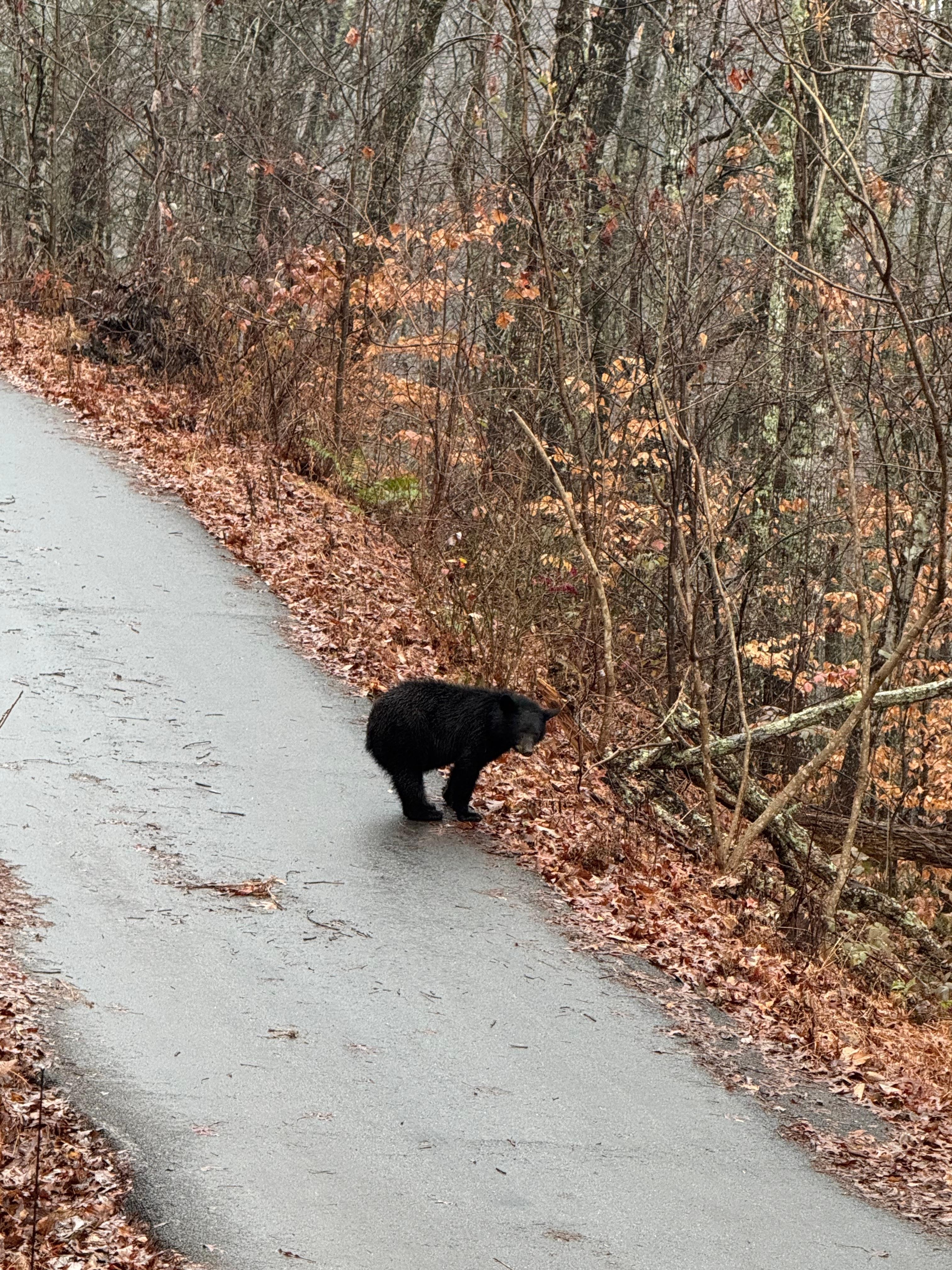 This bear was walking down the driveway!