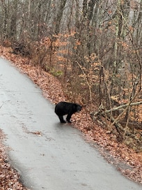 This bear was walking down the driveway!