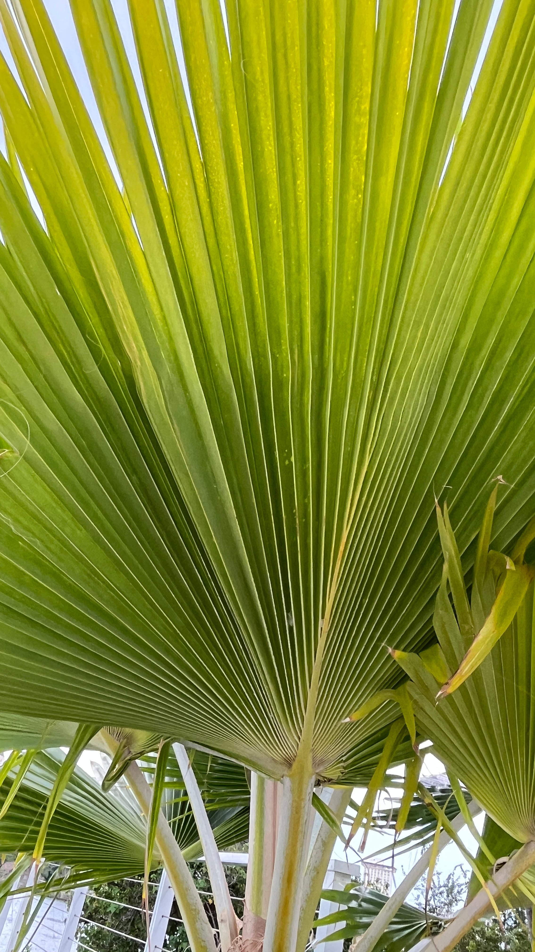 Pool Side Hilton Gaeden Inn
