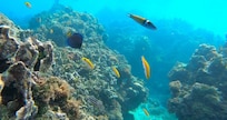 The snorkeling right off the resort is amazing !