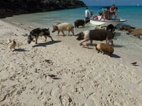 Even beaches with famous residents!