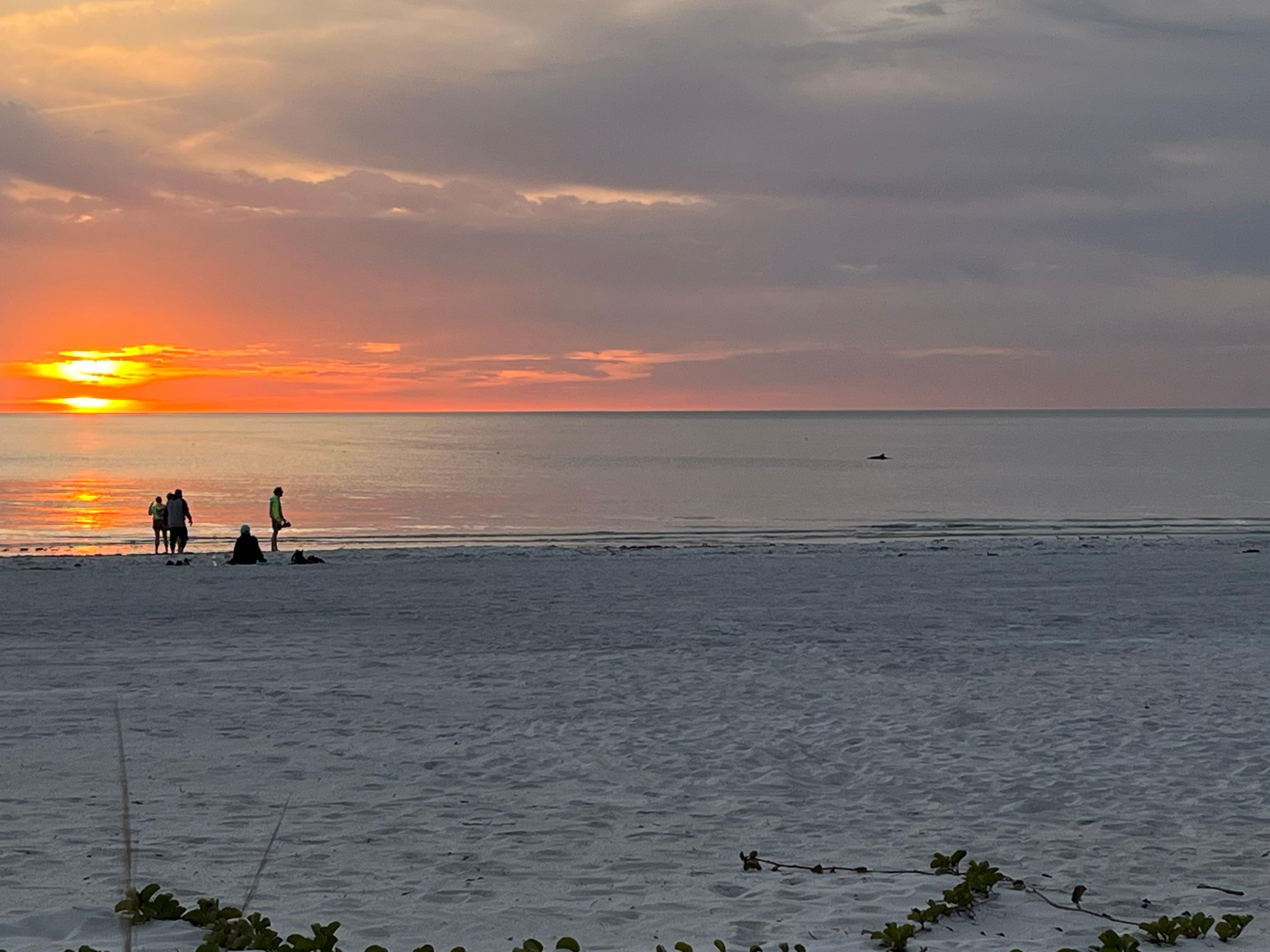 Dolphins almost every evening