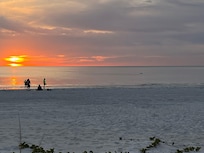 Dolphins almost every evening