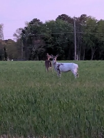 Piebald deer on the way to the neighbor. What a rarity!